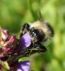Bombus sylvarum